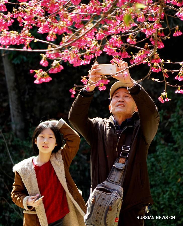 В Фучжоу началось цветение вишни