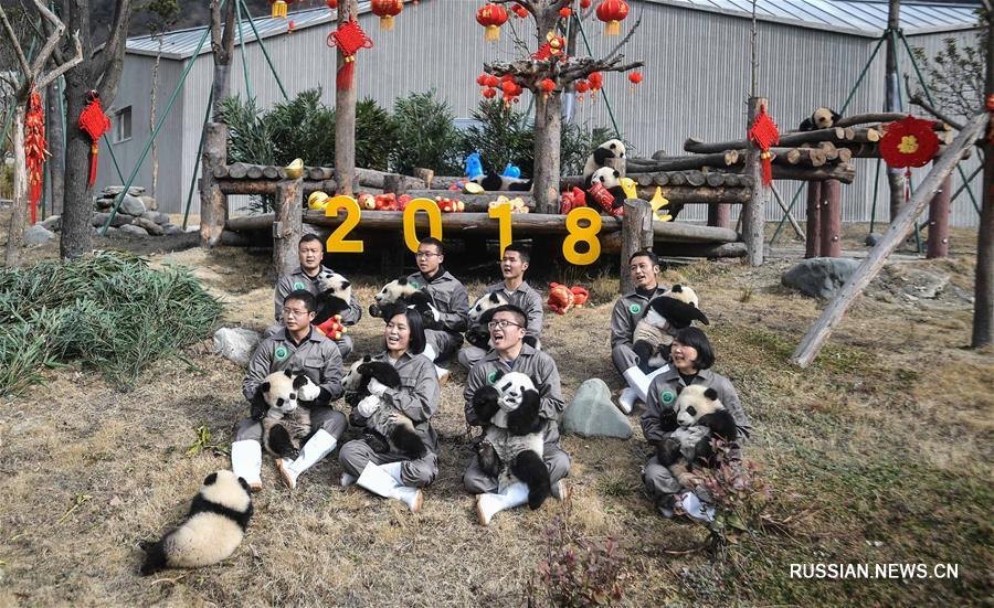 Новогоднее поздравление от бамбуковых медвежат