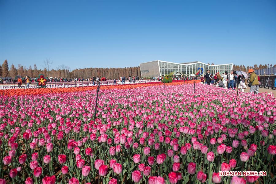 Цветущие тюльпаны в Куньмине