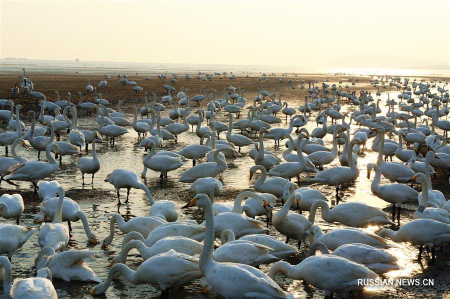 "Лебединое озеро" в провинции Шаньдун
