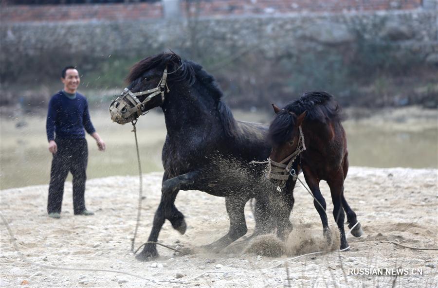 Бои коней народности мяо в волости Сянфэнь