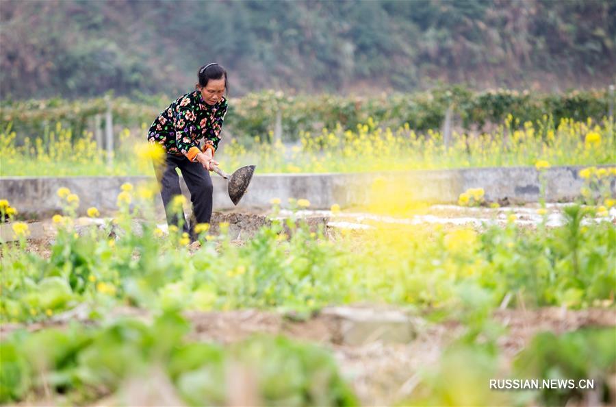 Китайские крестьяне приступили к весенним полевым работам