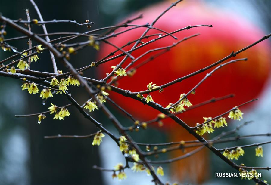 "Дождевая вода" и цветущие деревья на востоке Китая
