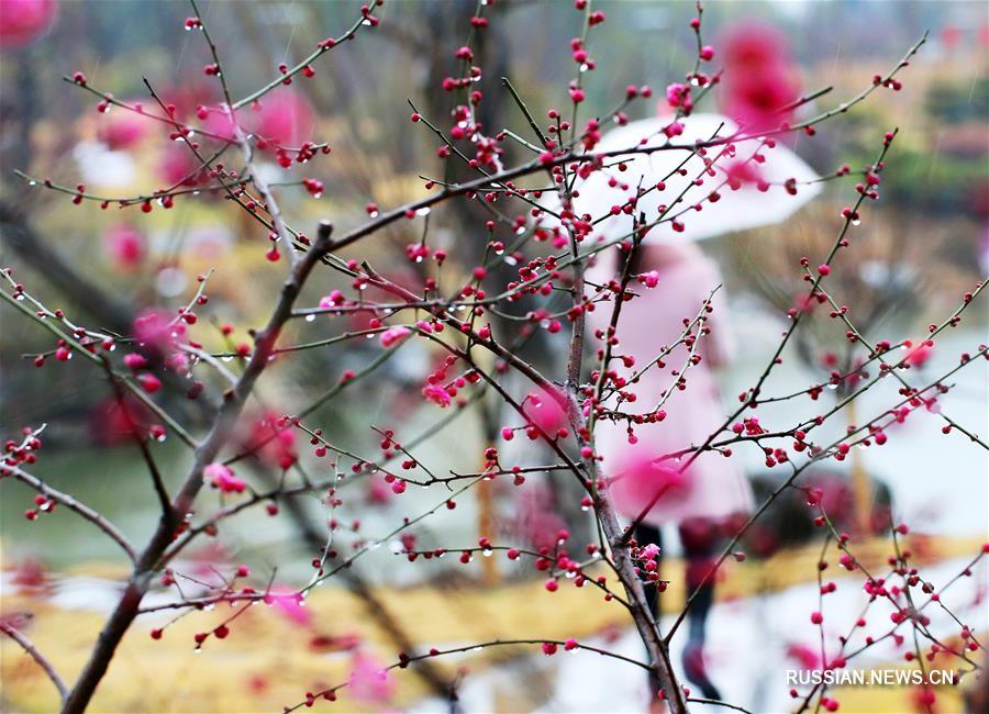 "Дождевая вода" и цветущие деревья на востоке Китая