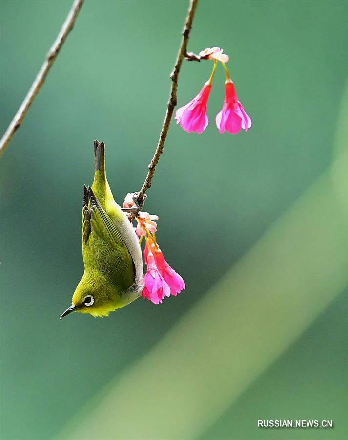 Птицы-белоглазки и цветущая вишня в провинции Фуцзянь