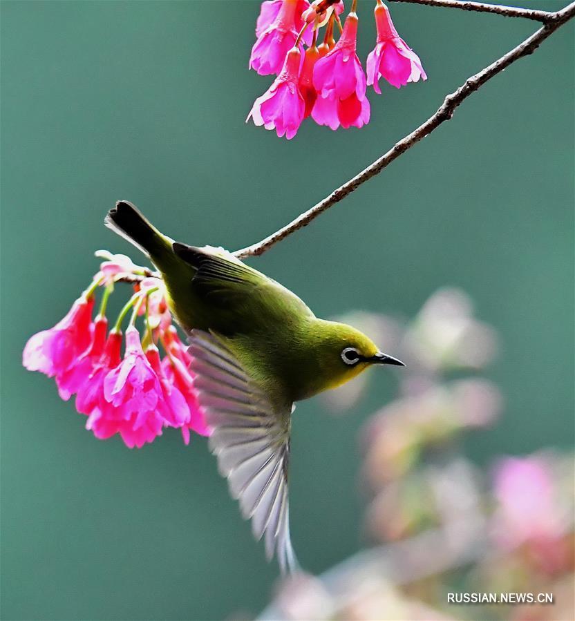 Птицы-белоглазки и цветущая вишня в провинции Фуцзянь