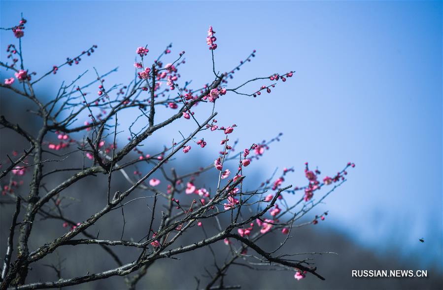 Море сливовых цветов в Ханчжоу