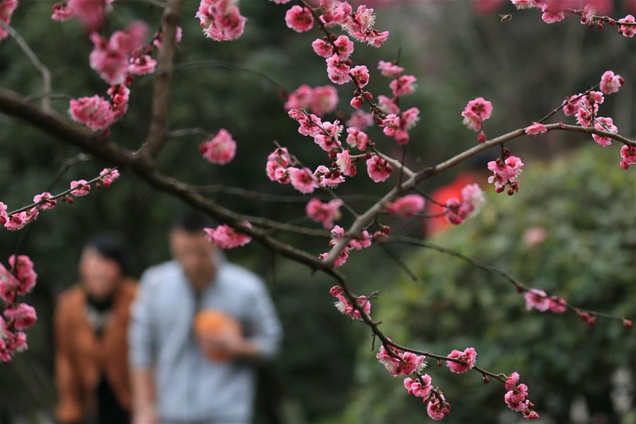 В Китае расцвели сливовые деревья