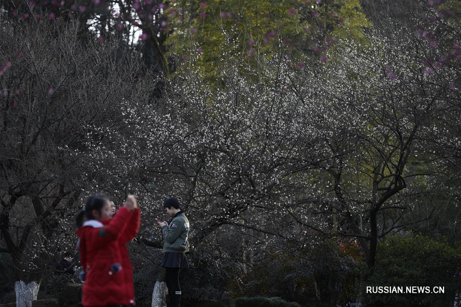 В ботаническом саду Ханчжоу зацвела слива