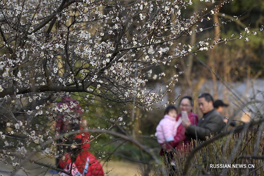 В ботаническом саду Ханчжоу зацвела слива