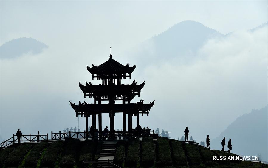 Прогулка среди чайных кустов в уезде Сюаньэнь