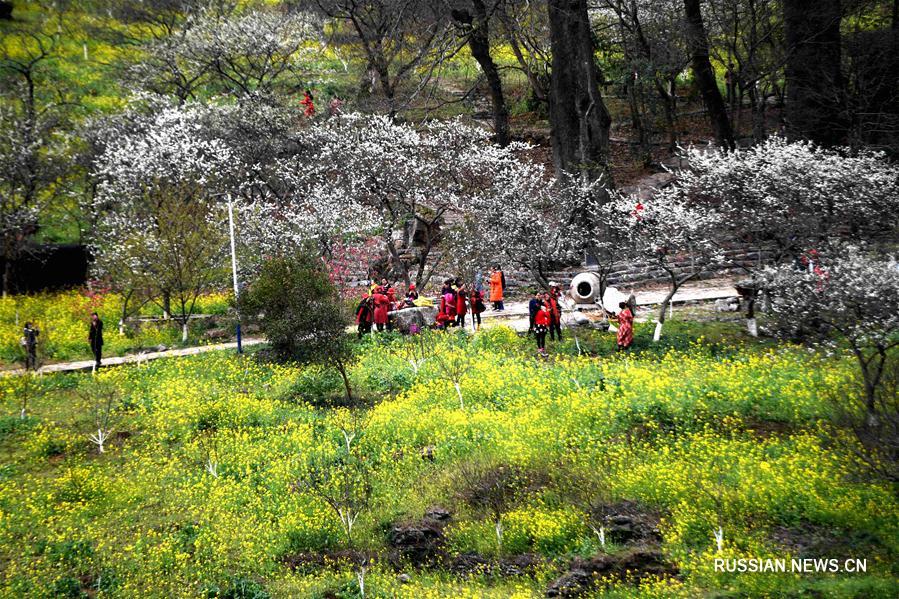 В уезде Жунъань зацвели сливовые деревья