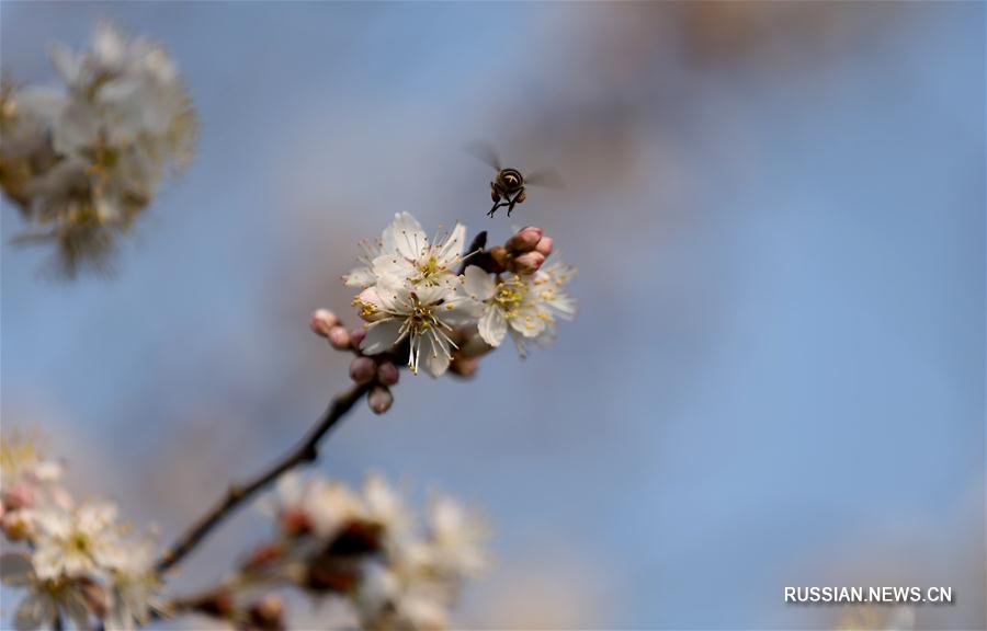 Цветение груш в уезде Даньчжай