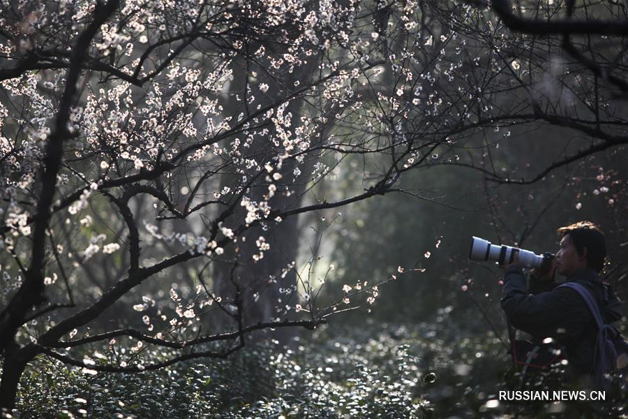 Туристы в Нанкине любуются цветами сливовых деревьев