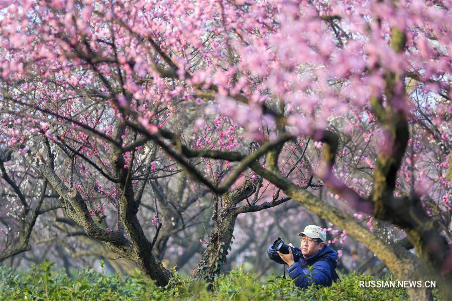 Туристы в Нанкине любуются цветами сливовых деревьев