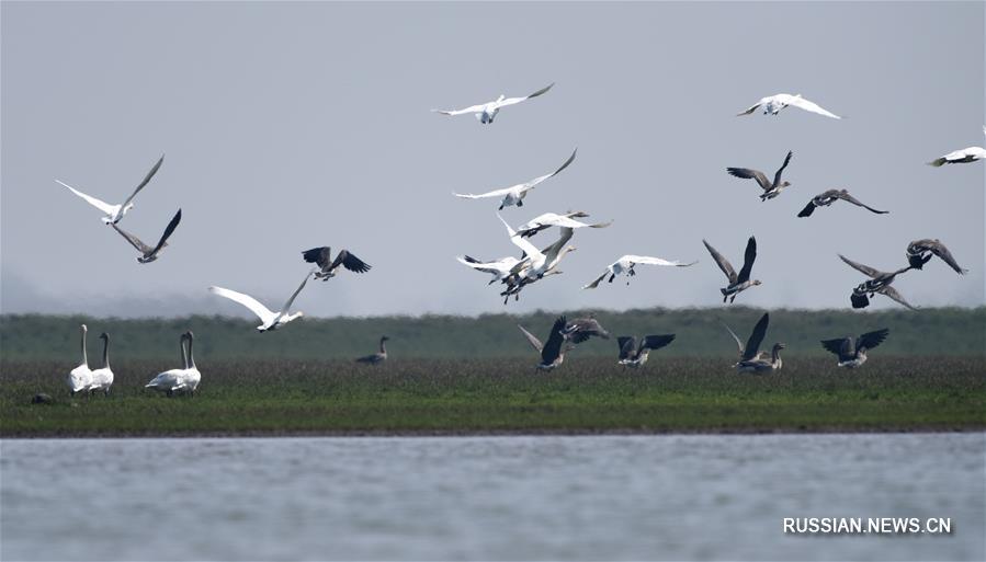 Возращающиеся на север перелетные птицы собрались на озере Дунтинху