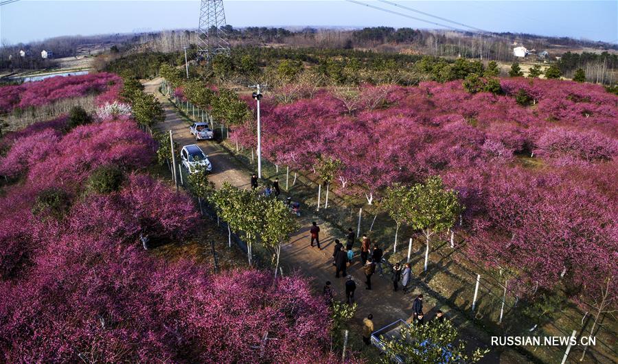 Весеннее цветение сливы в уезде Шучэн