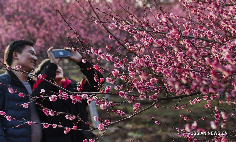 Весеннее цветение сливы в уезде Шучэн
