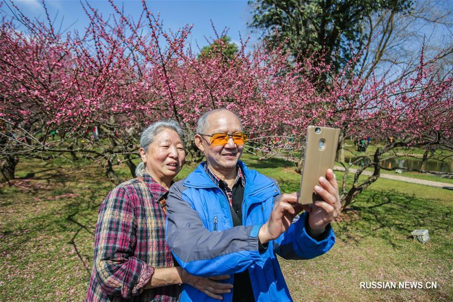 Пышное цветение сливовых деревьев на острове Цзюйцзычжоу