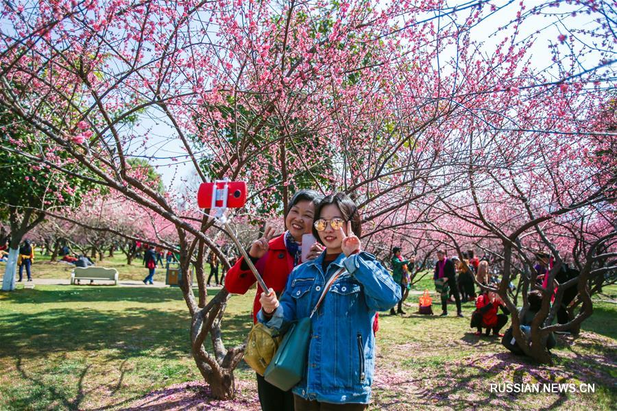 Пышное цветение сливовых деревьев на острове Цзюйцзычжоу