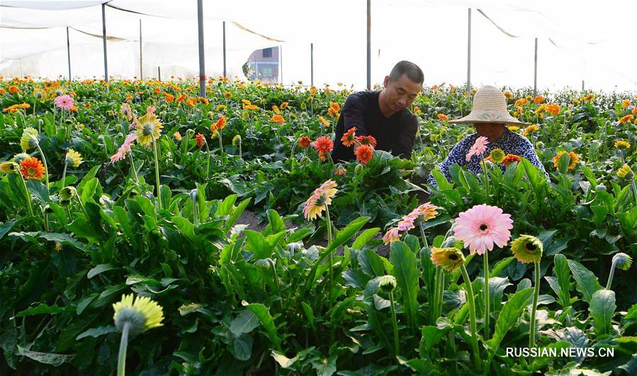 Развитие современного тепличного цветоводства в уезде Ляньчэн