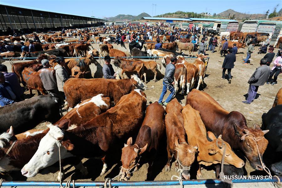Рынок скота в поселке Сяохай