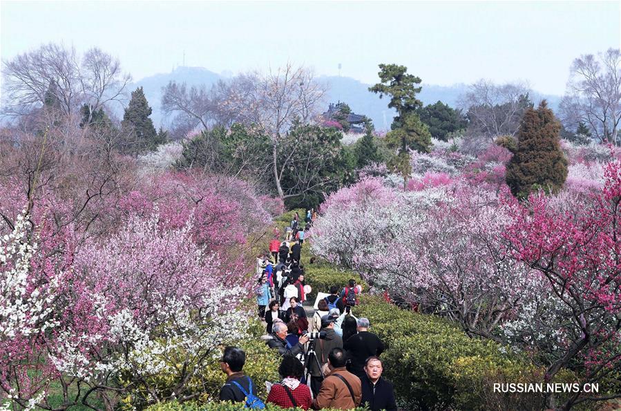 В Китае началось весеннее цветение