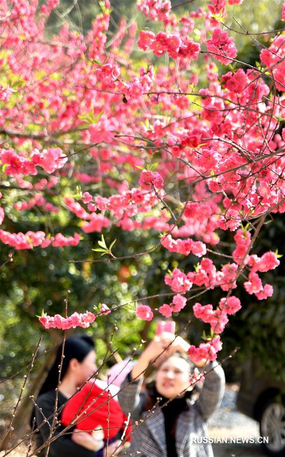 В Китае началось весеннее цветение