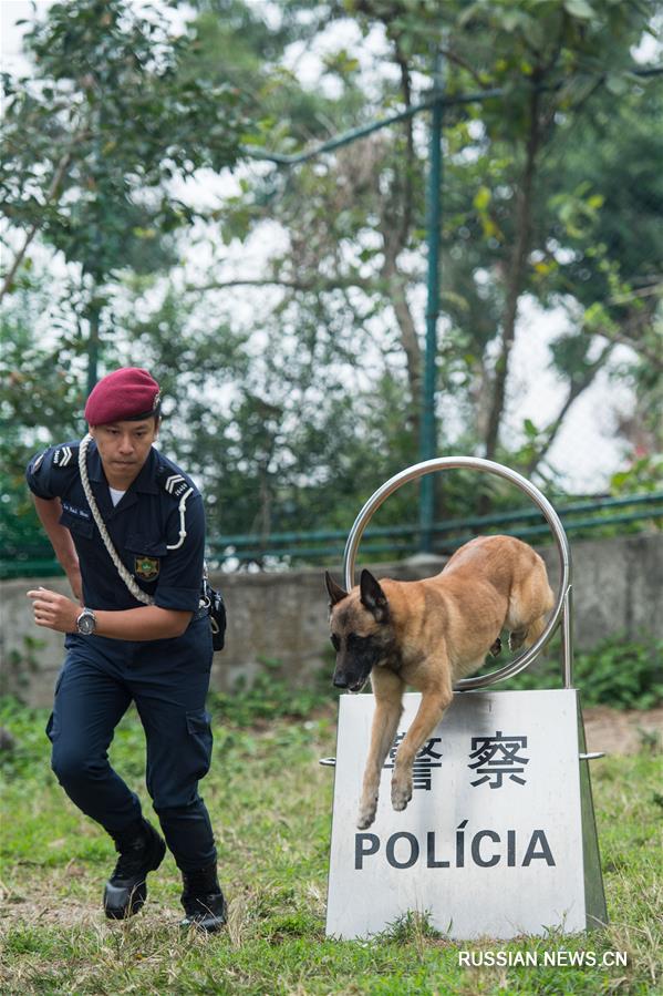 Открытая тренировка на базе полицейских собак в Аомэне