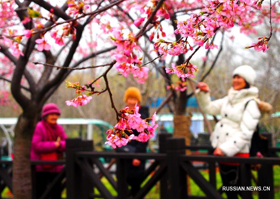 Через несколько дней откроется Шанхайский фестиваль цветов вишни
