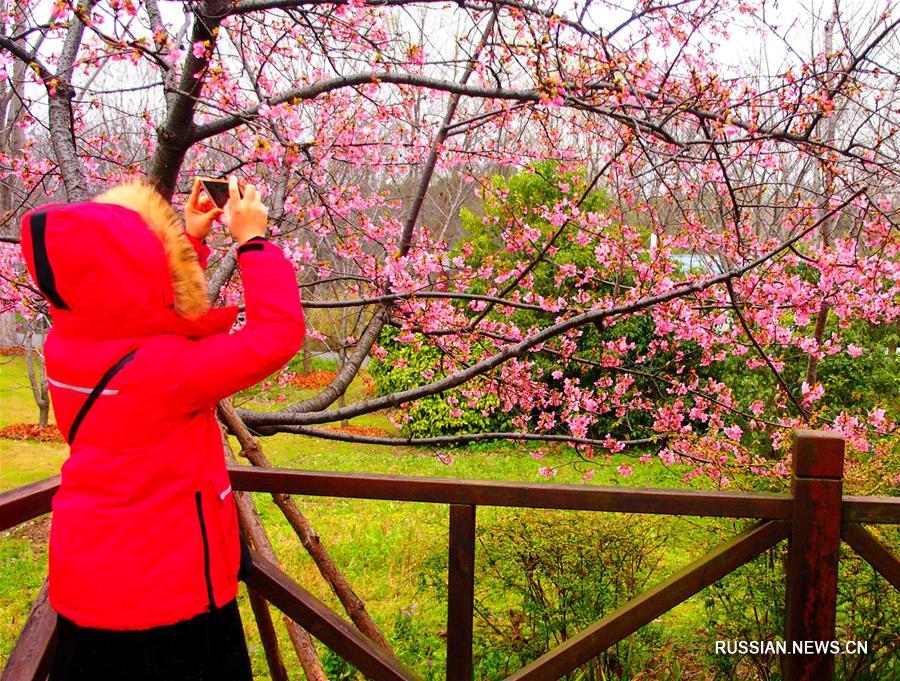 Через несколько дней откроется Шанхайский фестиваль цветов вишни