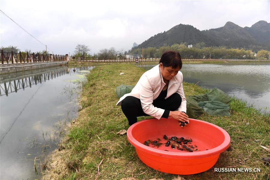 Развитие растениеводства и животноводства с местной спецификой избавило от нищеты крестьян уезда Шанлинь