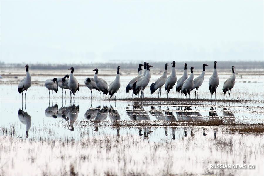 Зимовавшие в заповеднике "Цаохай" птицы улетают на север