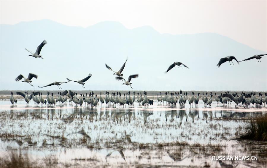 Зимовавшие в заповеднике "Цаохай" птицы улетают на север