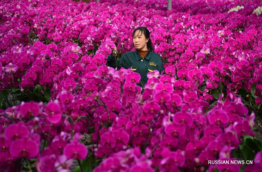 Развитие цветоводства в районе Чанъань