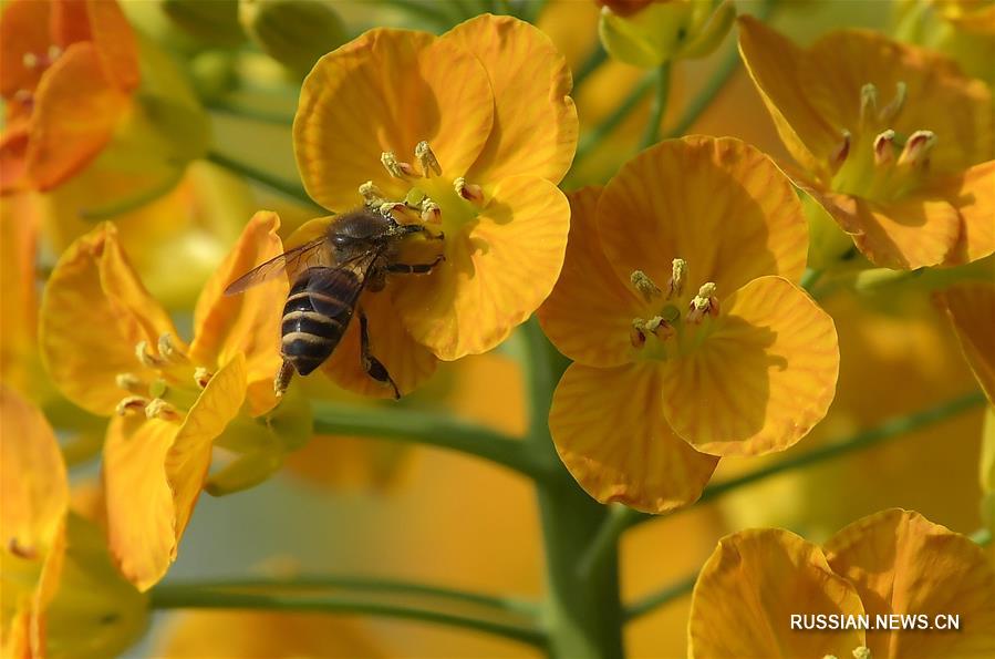 Пчелы собирают пыльцу с цветов рапса в провинции Цзянси