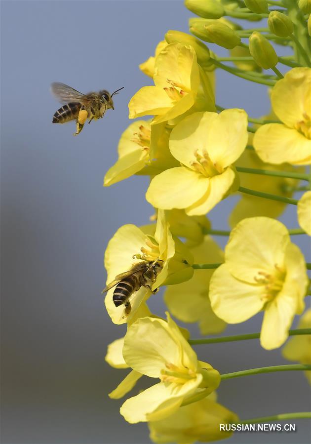 Пчелы собирают пыльцу с цветов рапса в провинции Цзянси