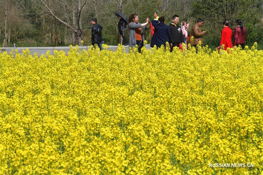 Фестиваль деревенского туризма на полях рапса в провинции Цзянси