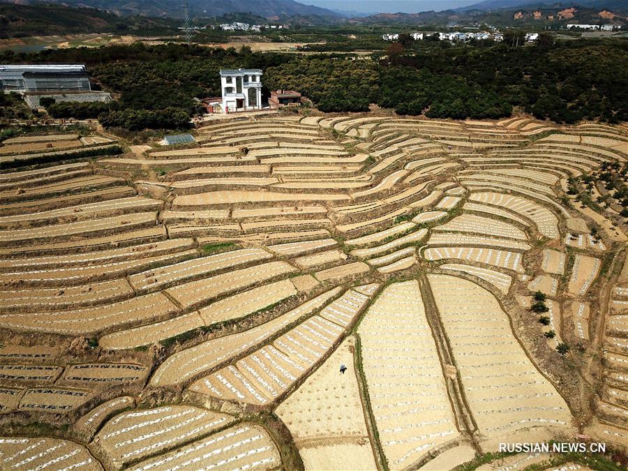 Террасированные арбузные поля в Гуанси-Чжуанском АР