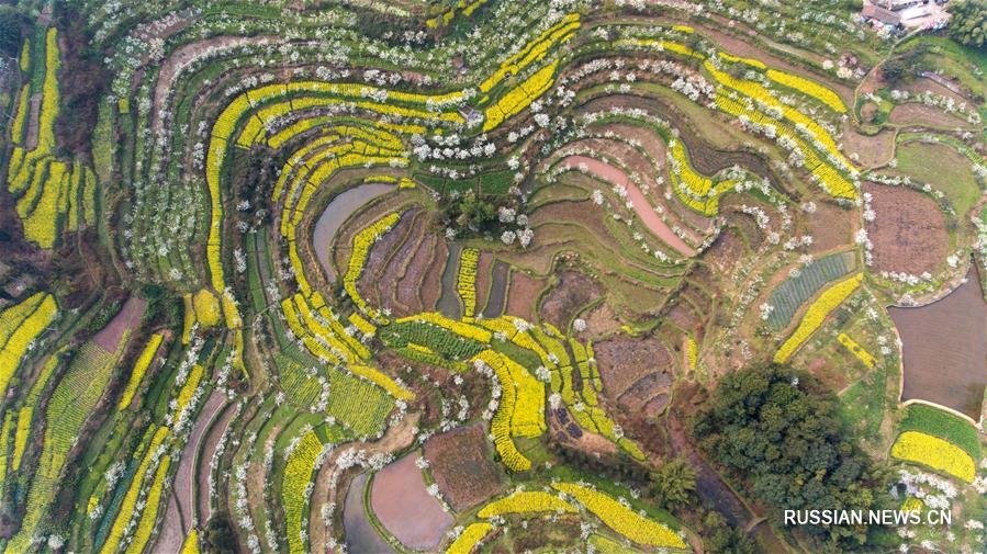 Цветущие поля как основа цветущей экономики в провинции Сычуань