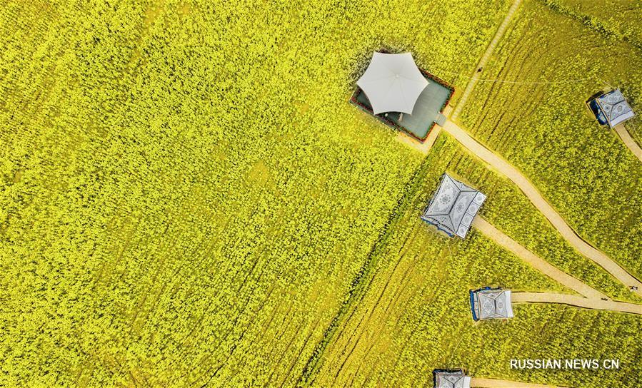 Цветущие поля как основа цветущей экономики в провинции Сычуань