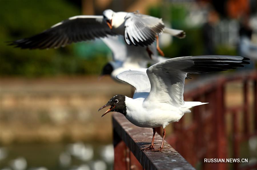 Озерные чайки в Куньмине готовятся к возвращению на север