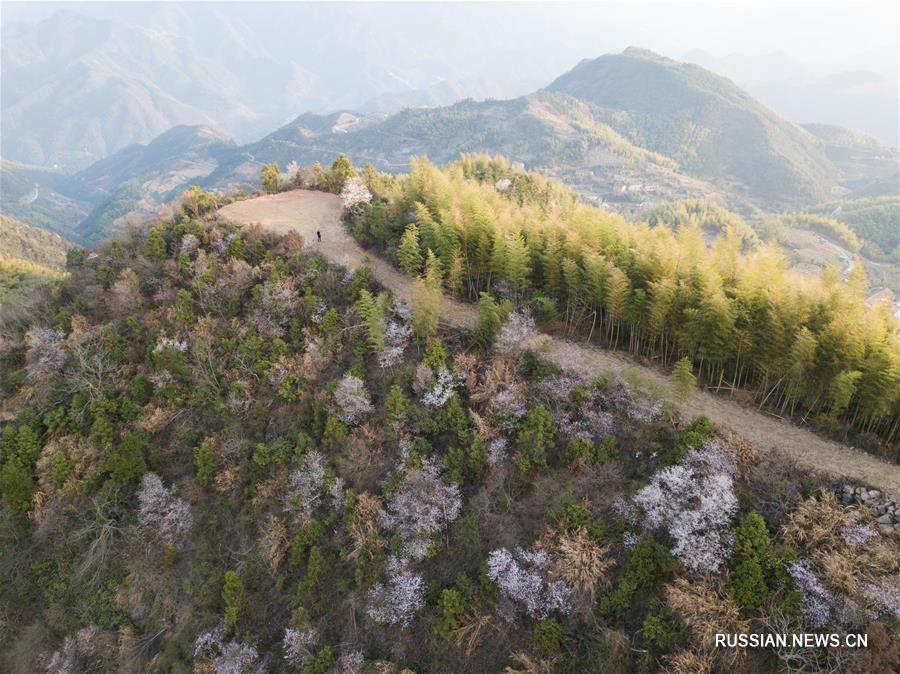 Цветущие вишневые деревья в провинции Чжэцзян