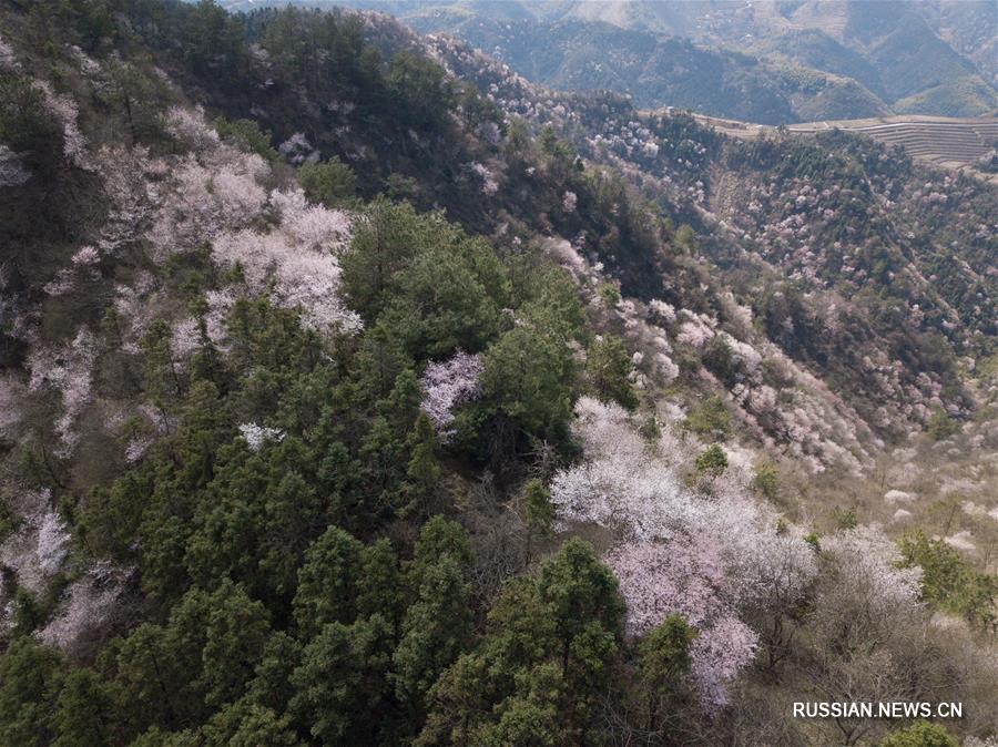 Цветущие вишневые деревья в провинции Чжэцзян