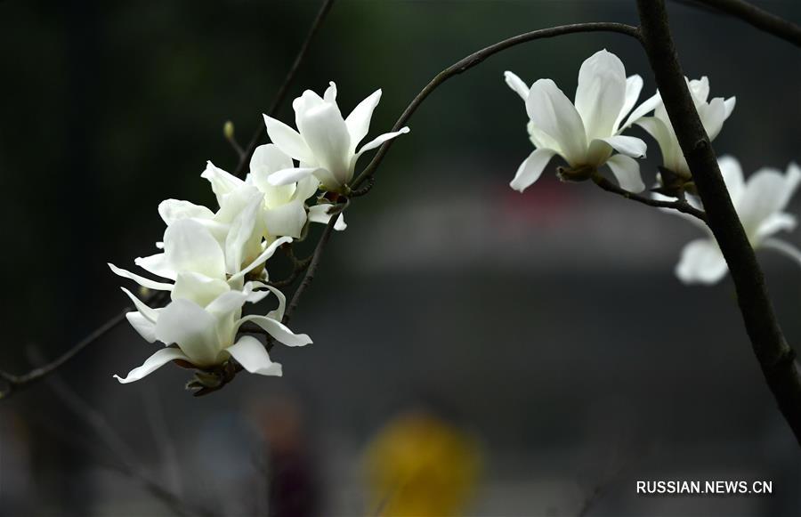 Весенние цветы в провинции Хубэй