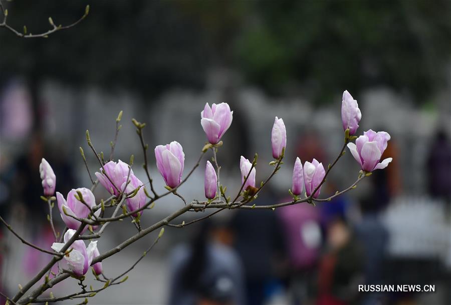 Весенние цветы в провинции Хубэй
