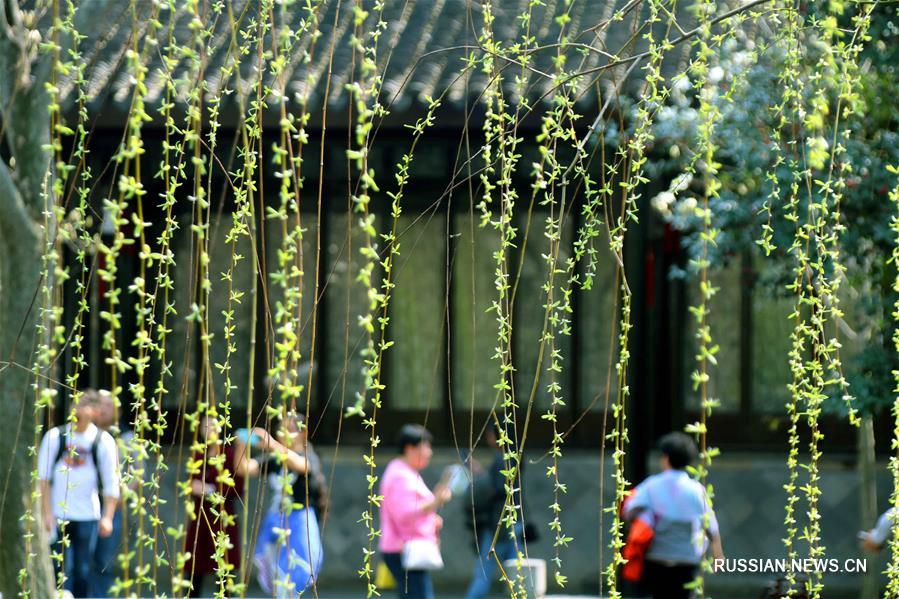 Ива зазеленела в Сучжоу