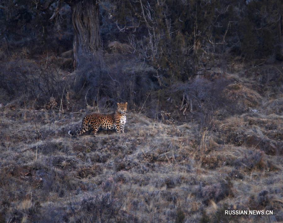 Леопарды в заповеднике Саньцзянъюань -- первые выполненные человеком фотографии