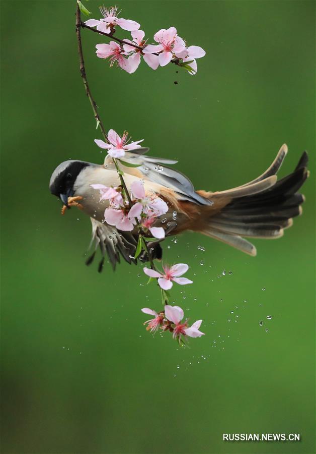 Птица среди цветов в Центральном Китае
