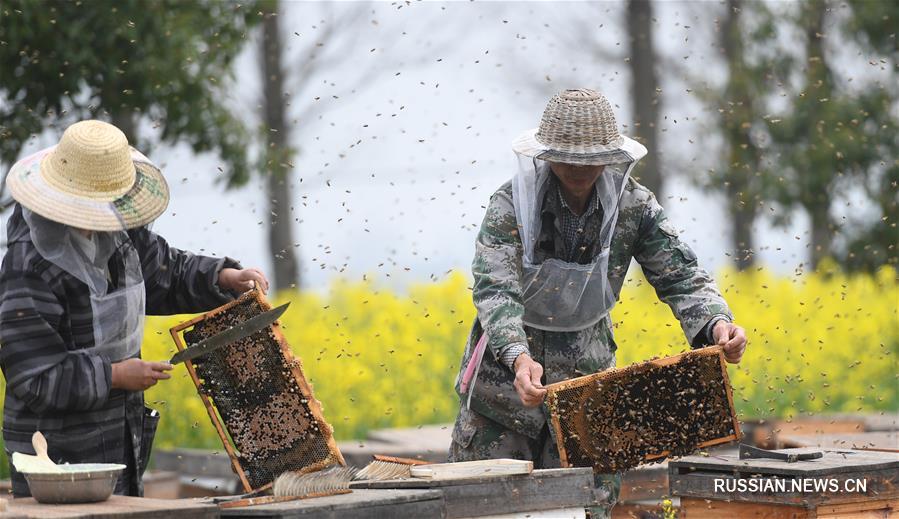 Сбор меда на цветущих полях рапса в провинции Хубэй
